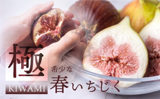 先行予約【4月～5月お届け 春いちじく】  春の希少な いちじく 極 9-12玉 完熟 大玉  4月～5月お届け フルーツ 【専用箱】入手困難 プレミアム 果物 春 秋 いちじく イチジク 無花果 フルーツ 果物 旬 希少 極
