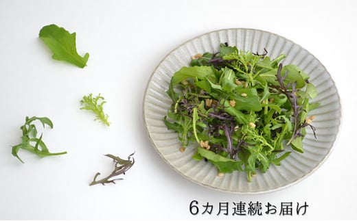 定期便 6回 国産 ハーブ 野菜 詰め合わせ 約 450g 4種 8袋 セット × 6ヶ月 お届け ルッコラ 約 50g × 3袋 リーフトマト 赤からし菜 約 50g × 2袋 リーフマスタード からし菜 約 50g × 2袋 セルバチコ 約 100g × 1袋 水菜 サラダ 新鮮 産地直送 農家直送 イタリアン フレンチ 洋食 毎月発送 静岡県 藤枝市