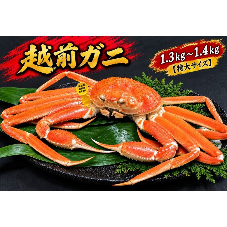 【12月出荷】かに 越前ガニ 1.3kg～1.4kg 1杯 【特大サイズ】ボイル  茹で 越前がに 越前かに ずわいがに ズワイガニ カニ 姿  蟹鍋 献上ガニ 産地直送 お歳暮 福井県おおい町 ギフト