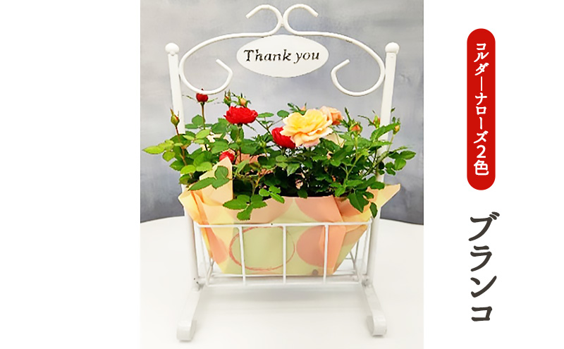 ミニバラ　コルダーナローズ・ブランコ 植物 花 スイングポーチ 2鉢 バスケット 華やか 上品 微香性 花付き 花持ち 変化 　※2026年4月下旬～5月下旬頃に順次発送予定　※離島への配送不可
