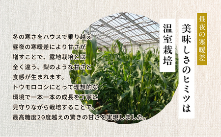 【先行予約】極甘 早採れ プレミアムフルーツコーン 10 ～ 12本 3L 4L 温室栽培 高糖度 生 ピュアホワイト まるで フルーツ プレミアム コーン とうもろこし トウモロコシ 甘い 春 夏 