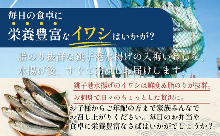 丸ごとイワシ 約3kg 冷凍 鰯 イワシ いわし 鰯 イワシ いわし 大一奈村魚問屋