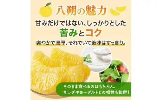  厳選はっさく2.5kg+250g（傷み補償分）/ 晩柑 柑橘 フルーツ 新鮮 苦味 コク 農家直送 ジューシー みかん 和歌山 果汁   八朔みかん ハッサク 密柑 くだもの ※2027年1月〜4月
