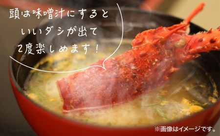 【花光】海老の王様！天然イセエビボイル（中1尾）【旨さそのまま♪期間限定フレッシュ冷蔵便】
