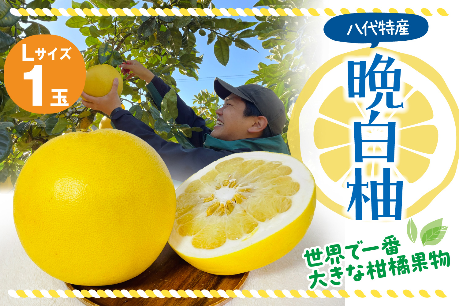 【先行予約】 八代市産 晩白柚 1玉 柑橘 果物 フルーツ 熊本県産 【2024年12月上旬より順次発送】