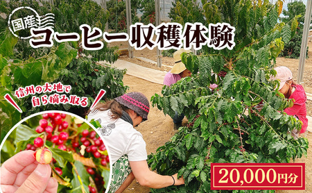 信州の大地で、自ら摘み取る「国産コーヒー収穫体験4名様分」20,000円分 コーヒーチェリー 収穫 試飲 体験 信州