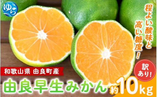 【訳あり】由良早生 みかん 約10kg / 和歌山  わけあり キズ 家庭用 サイズ混合 由良 ※2025年10月上旬～11月上旬頃、順次発送予定【sml136】