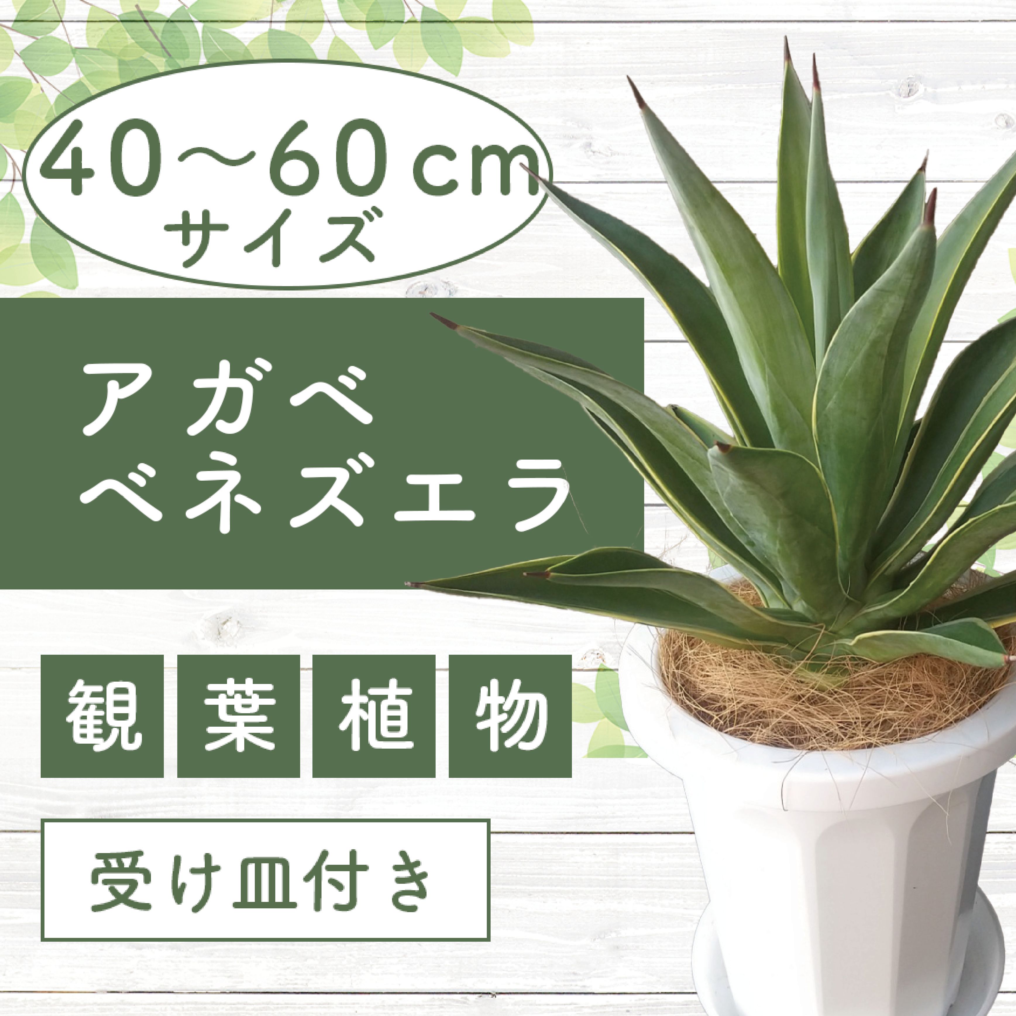 【ふるさと納税】＜先行予約受付中！2025年6月中旬以降順次発送＞アガベ・ベネズエラ40cm〜60cm 南国鹿児島県で育った 観葉植物！植物 鉢付 インテリア 室内 オフィス おしゃれ プレゼント ギフト 開店祝い 移転祝い ※北海道・沖縄・離島配送不可※【GreenBase】