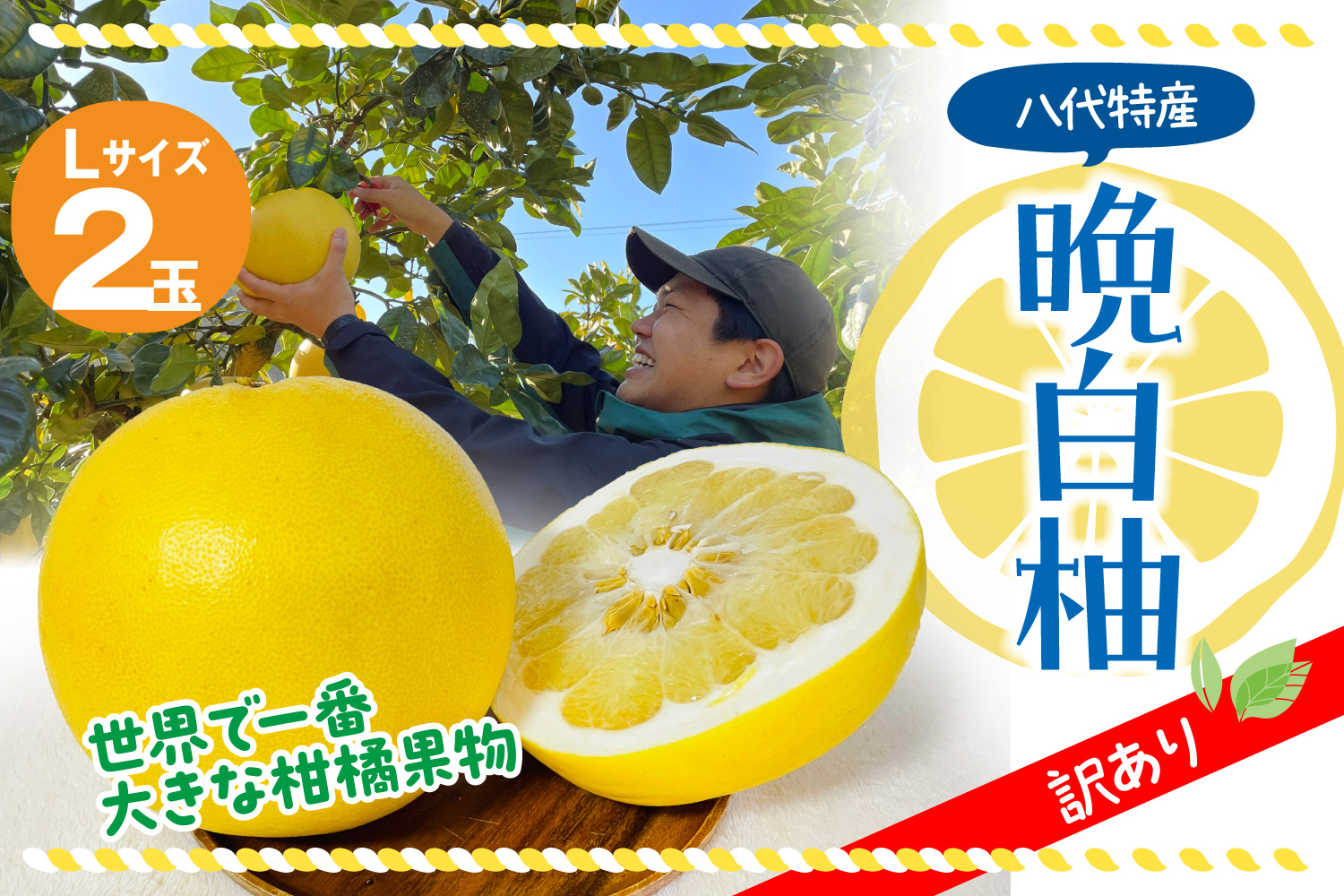 【先行予約】 【訳あり】 八代市産 晩白柚 2玉 柑橘 果物 フルーツ 熊本県産 【2024年12月上旬より順次発送】