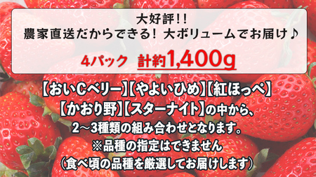 【 先行予約 2025年1月中旬以降発送 】 数量限定 農家直送 ♪ 八千代町産 いちご ボリュームパック （ 4パック 計約 1400g ） 人気 の 詰め合わせ セット イチゴ 苺 季節限定 茨城