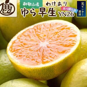 家庭用 極早生有田みかん3kg+90g（傷み補償分）YN26 ゆら早生 訳あり＜2024年9月より発送＞