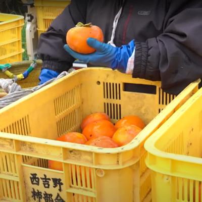 ふるさと納税 五條市 【令和7年分　先行予約】たねなし柿　家庭用　約7kg(24〜30個入) |  | 01