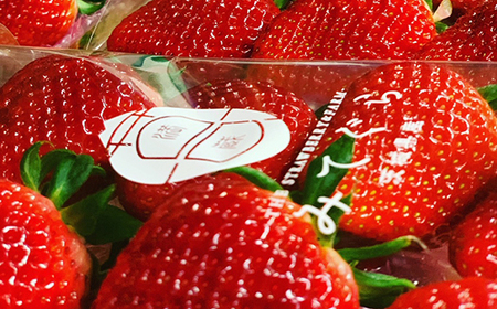 【1月中旬～4月上旬発送】いばらキッス いちご 朝摘み 完熟 大粒 ギフト化粧箱 15粒or12粒 茨城県常総市産 | 苺 イチゴ ※2026年1月中旬～4月上旬頃に順次発送予定