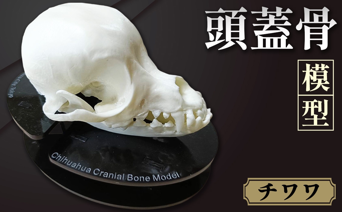 
            チワワの頭蓋骨模型 ／ 模型 犬 骨 骨格 樹脂模型 獣医 診察室 インフォームドコンセント インテリア 東京都 No.152
          