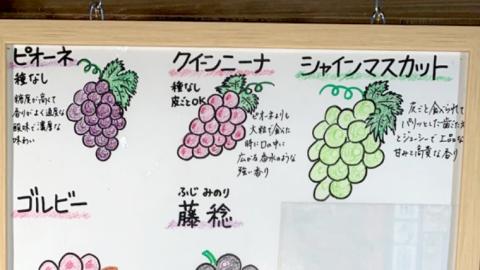 《 種なし 》 シャインマスカット ・ クイーンニーナ ・ ピオーネ 約 1.6kg 各1房 (茨城県共通返礼品 かすみがうら市) 久保田果樹園 産地直送 フルーツ 甘い 直送 茨城 限定 ギフト ぶ