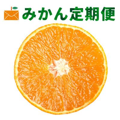 ふるさと納税 八幡浜市 【発送月固定定期便】コウ果樹園の人気柑橘定期便【H33-44】全4回