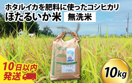 【新米】ほたるいか米（無洗米10kg）【通年発送】 【訳あり 米 コシヒカリ こしひかり ほたるいか ホタルイカ お米 ブランド米 富山 滑川】