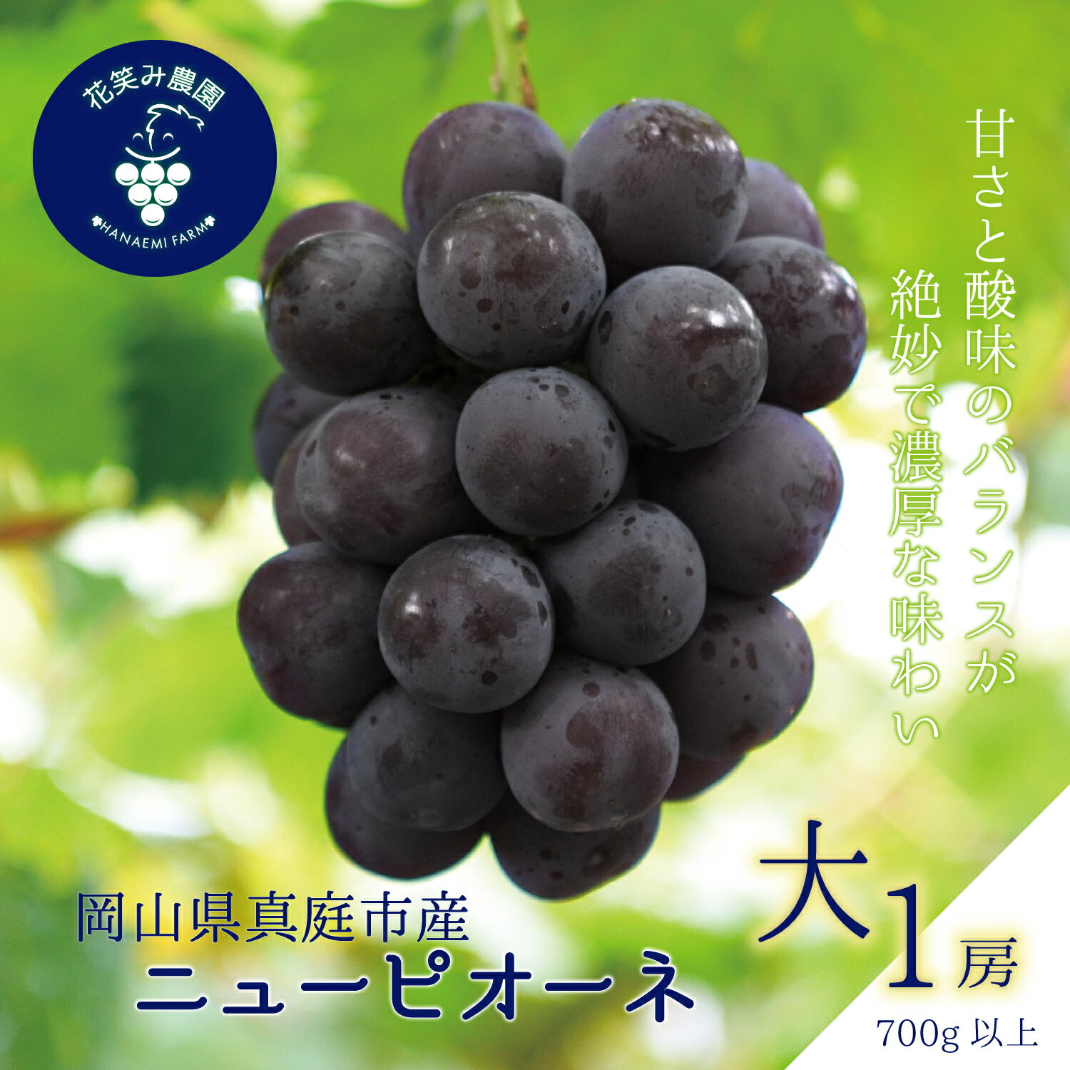 【ふるさと納税】 岡山　花笑み農園『ニューピオーネ』700g以上(大1房)　P-大1 hana45 【2025年9月上旬〜順次発送予定】【配送不可地域：離島】 真庭 国産 産地直送 フルーツ 葡萄 ぶどう ブドウ 果物 贈答 ギフト 食べ比べ 甘い 濃厚 おすすめ 人気 【1491169】
