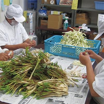 ふるさと納税 嘉手納町 島らっきょうの塩漬け300g |  | 02