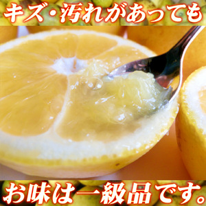 河内晩柑 贈答用 10kg M サイズ 中井屋 愛媛みかん 先行予約 晩柑 かわちばんかん 和製 グレープフルーツ 愛媛ミカン 愛媛蜜柑 愛媛県産みかん 蜜柑 みかん mikan 爽やか 宇和島みかん