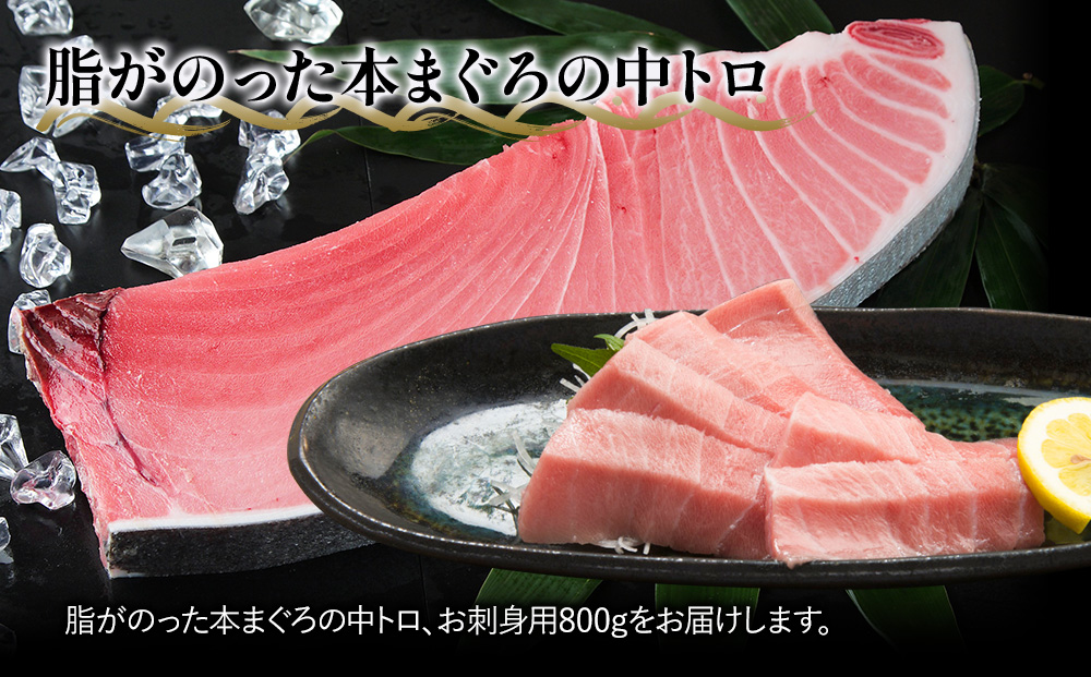 本まぐろ お刺身用 中トロ5人前(800g) 鮪 海鮮丼 刺し身 刺身 盛り合わせ 冷凍 魚の刺身 大分県産 九州産 津久見市 熨斗対応
