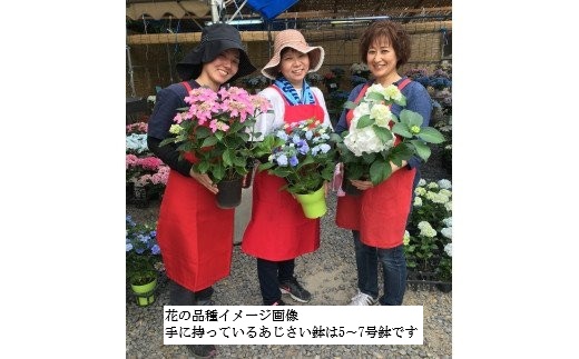 【期間限定】蒲郡においでん！形原温泉あじさいの里入場券3枚と記念品（あじさい苗木小鉢3号サイズ）_【G0772】