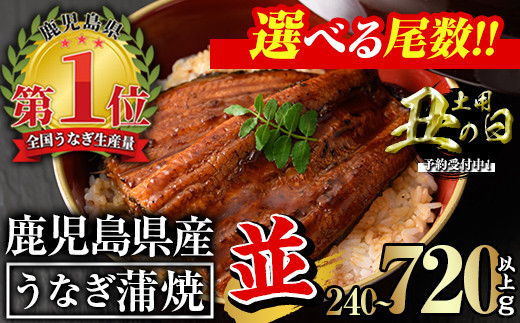 
            ＜丑の日先行予約受付中！＞＜尾数が選べる！＞無投薬！鹿児島県産うなぎ蒲焼セット＜並＞(計240g以上～計720g以上・ 約120g×2尾～6尾) タレ・山椒付き 鰻 ウナギ 国産【西日本養鰻】
          