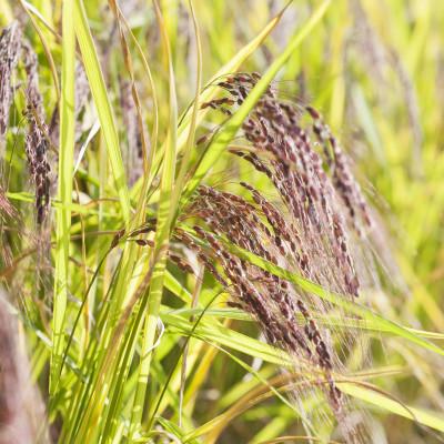 ふるさと納税 菊池市 きくち赤米200g |  | 01