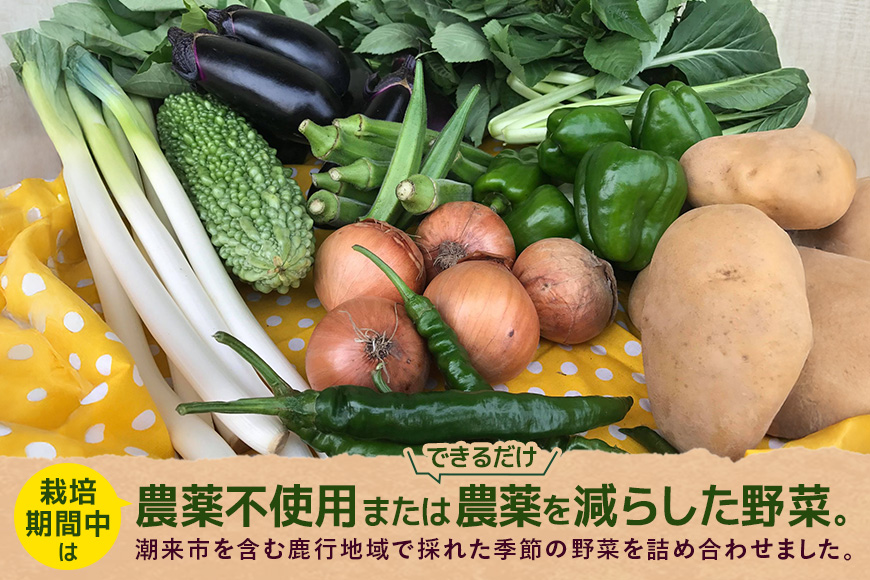 『身体が喜ぶ野菜』詰め合わせ ( おまかせ 10～12品) 野菜 詰合せ 詰め合わせセット お任せ 季節の野菜 セット 栽培期間中農薬不使用 有機栽培 微生物農法 EM農法 露地栽培 産地直送 新鮮 