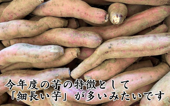 今年の傾向として「細長い芋」が多いようです。