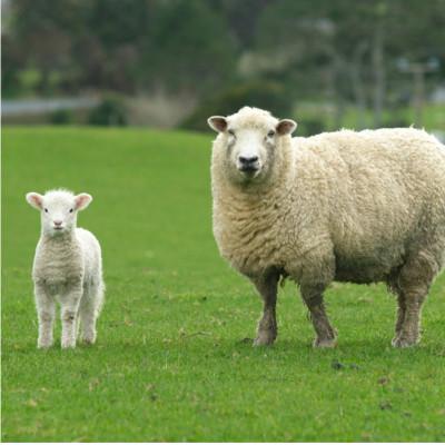 ふるさと納税 和泉市 【シングル2枚組】暖かメリノウール100%(毛羽部分)毛布 140×200cm  WOOL-1 |  | 03