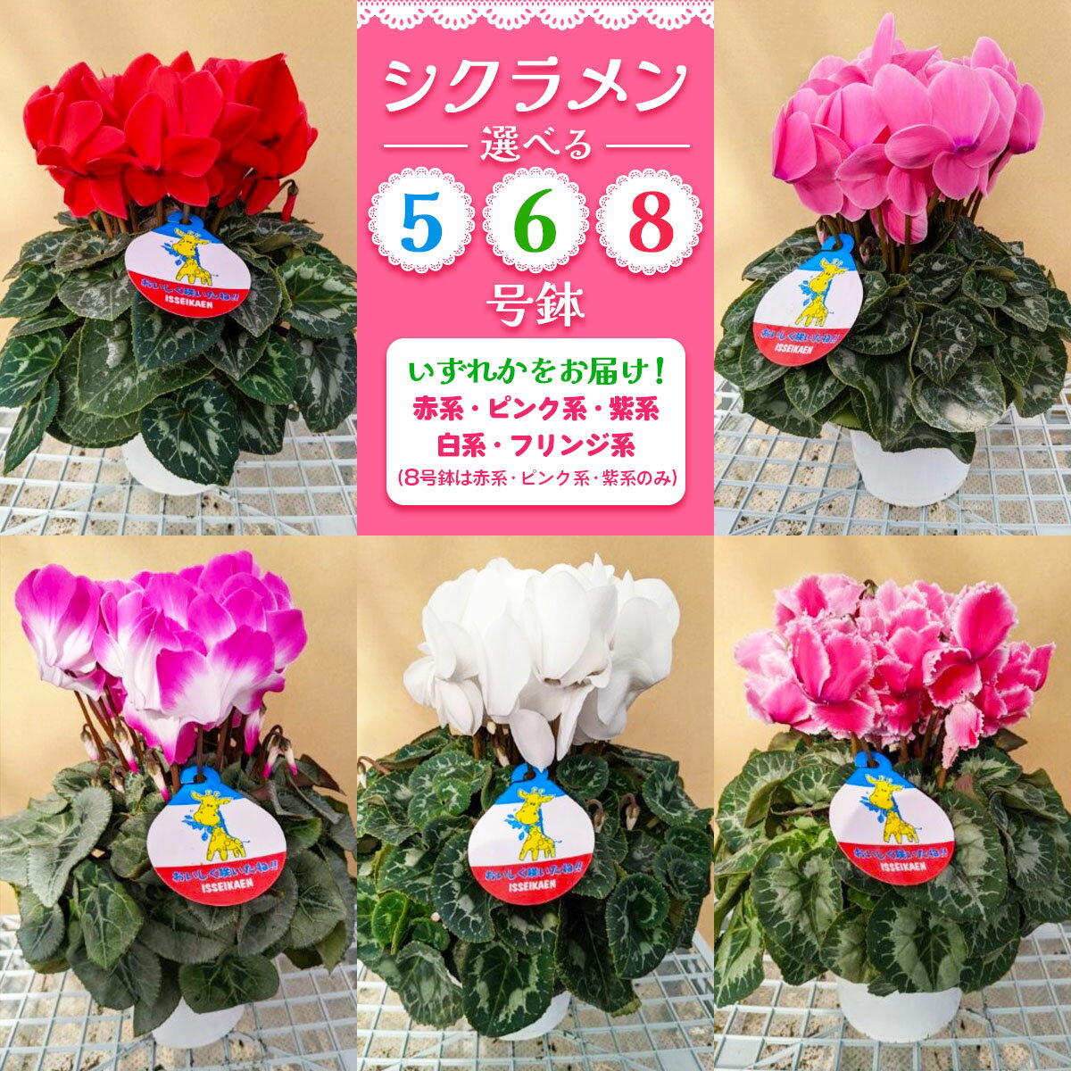 【ふるさと納税】シクラメン 1鉢 (5号鉢／6号鉢／8号鉢)｜シクラメン 花 鉢植え ギフト プレゼント 贈り物 記念日 イベント 季節限定 日光市 イッセイ花園 [0745-0748]