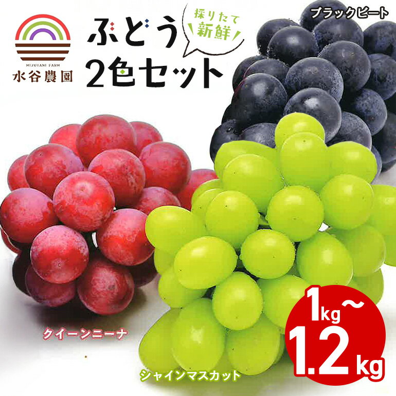 【ふるさと納税】 【 2026年 先行予約 】採りたて新鮮ぶどう2色セット 数量限定 ぶどう フルーツ くだもの 果物 ブドウ 葡萄 シャインマスカット ピオーネ ブラックビート クイーンニーナ 採れたて 新鮮 水谷農園 茨城県 石岡市 A46-002