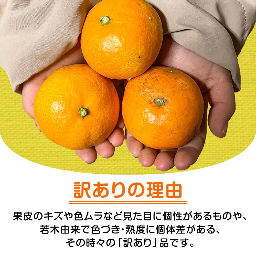 訳あり ※【2026年10月下旬より順次発送／先行予約】伊木力みかん 10kg [AHCF020] みかん