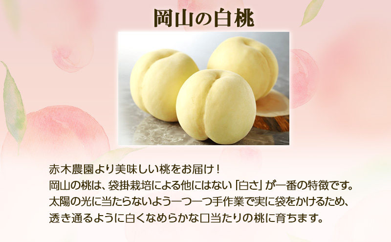 桃 2026年 先行予約 ご家庭用 岡山の白桃 約2.0kg 7～9玉 白桃 もも モモ フルーツ 果物  国産 赤木農園