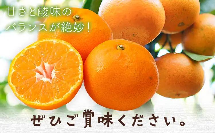 紀州みかん約5kg ときわオンライン《10月中旬-2027年1月下旬頃出荷》和歌山県 紀の川市 フルーツ 果物 柑橘 みかん