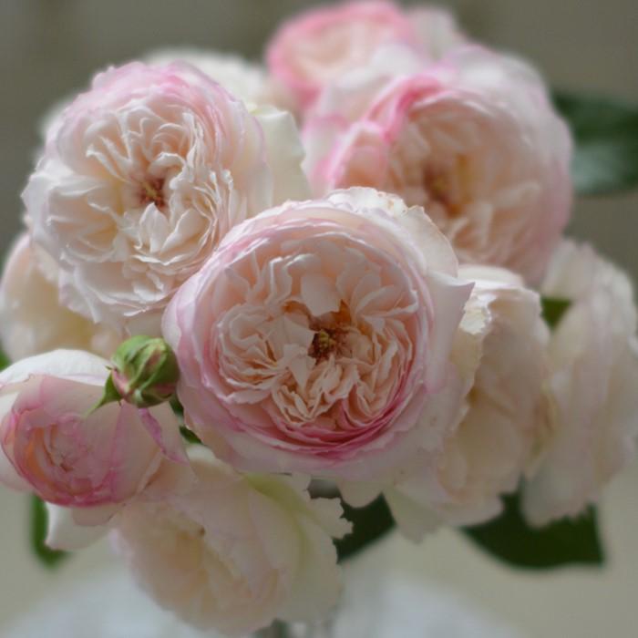 【ふるさと納税】【先行受付】バラ鉢苗 サボン 1鉢【2026年4月下旬より発送】河本バラ園