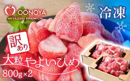 【数量限定】訳あり　完熟冷凍苺やよいひめ1.6kg（800g×2）苺大野屋＜1.2-67＞＊