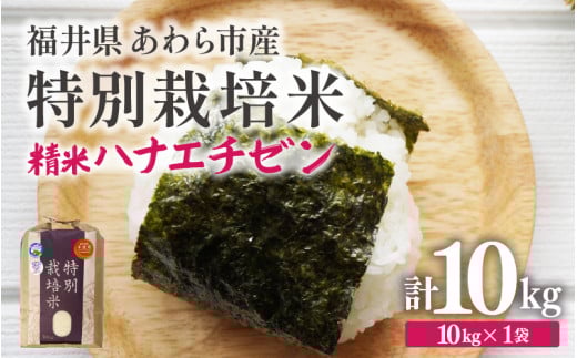 【先行予約】【令和7年産 新米】 化学肥料不使用ハナエチゼン 精米 10kg × 1袋　/ 米 白米 福井県あわら市産 ブランド米 美味しい 特別栽培米 減農薬 安心な米 旨味 甘み エコファーマー 冷蔵保管米 ※2025年9月上旬より順次発送 [aw010-b003]