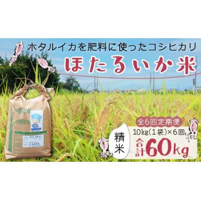 ふるさと納税 滑川市 【毎月定期便】ほたるいか米　精米　10kg全6回