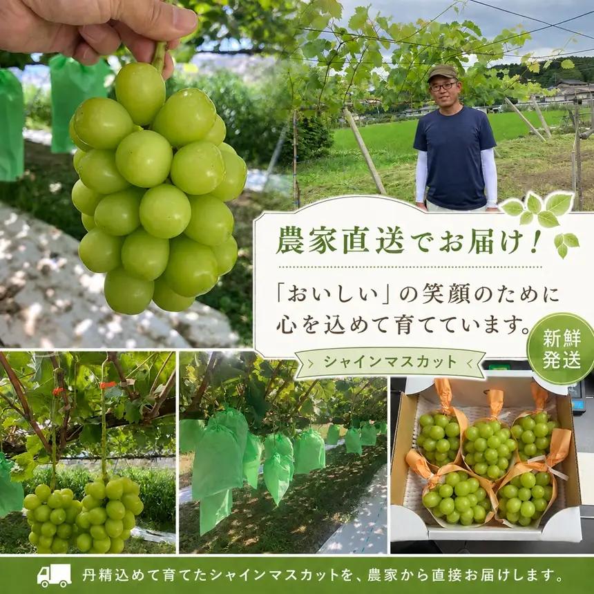 シャインマスカット 約1kg【農家直送】| 仲田農園