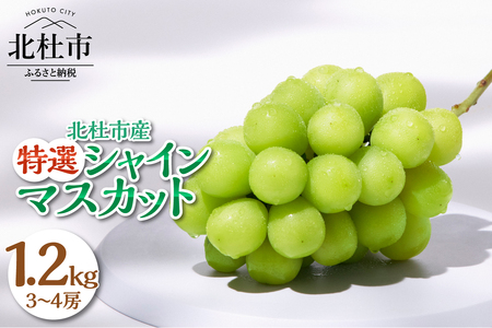【2026年発送】【期間限定】八ヶ岳南麓の天然水で育てたシャインマスカット 1.2kg(3～4房)※特選  北杜市産 特選 マスカット ぶどう 葡萄 種なし フルーツ 果物 お楽しみ みずみずしい 家庭用 贈答用 お取り寄せ 数量限定 期間限定 八ヶ岳南麓 山梨県 北杜市