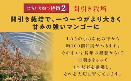 【数量限定/先行予約】マンゴー「はちいり（鉢入り）娘」化粧箱入り
