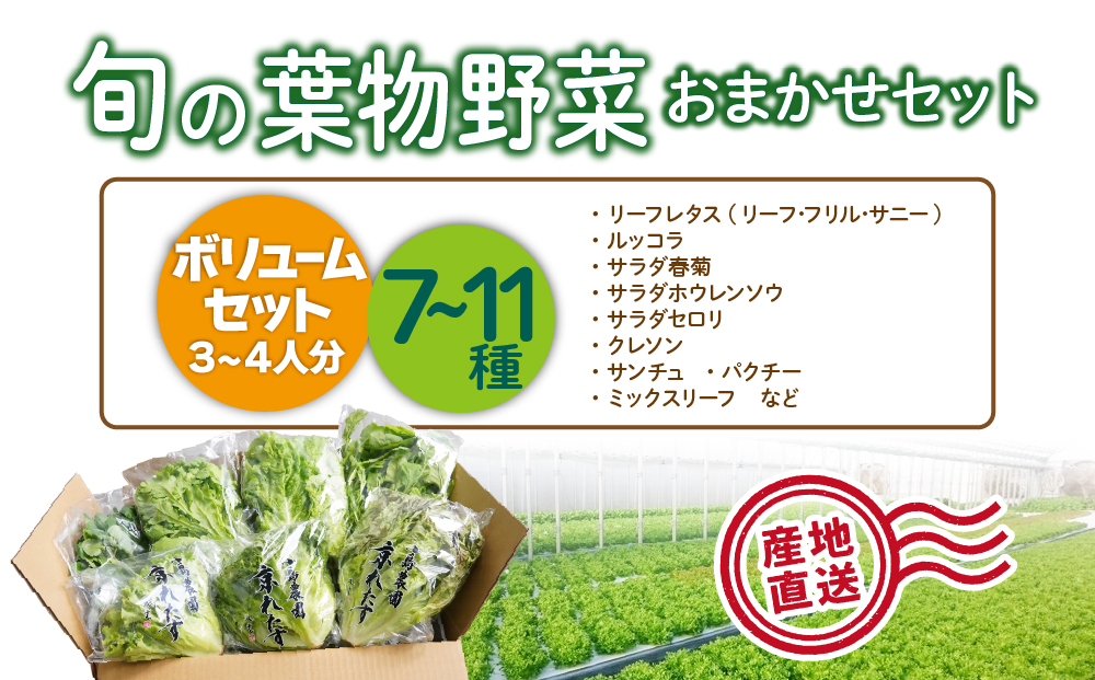 【6回定期便】野菜 詰め合わせ リーフレタス サラダ 7種～11種 6回定期便 京都 丹波産 新鮮 旬の葉物野菜セット 小島農園《農薬不使用 京野菜 亀岡産 季節の野菜 産地直送 期間限定 ふるさと納