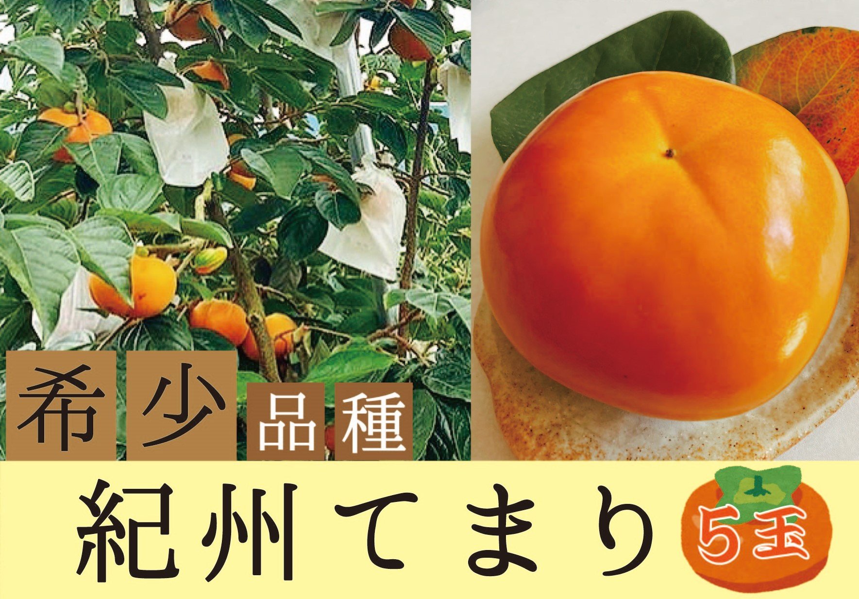 
                  希少品種の柿〇紀州てまり〇5玉化粧箱入り【2026年10月下旬以降発送】
                