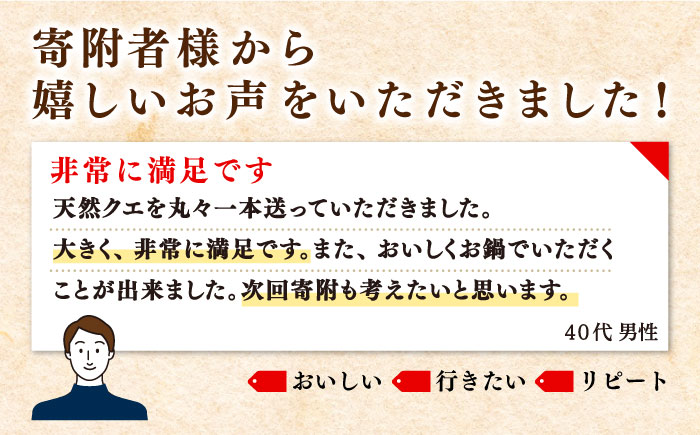 【9月〜翌年1月限定】 天然クエ 丸もの 12〜15kg（ 鍋・刺身：約25〜30人前） 《壱岐市》【丸和水産】[JCJ012] クエ くえ 冷蔵 直送 海鮮 鮮魚 刺身 刺し身 お刺身 クエ鍋 くえ