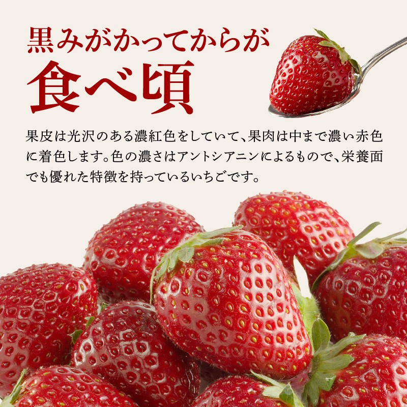 ★予約受付★杉山いちご農園【1月～5月 順次配送】希少品種！黒いちご「真紅の美鈴（しんくのみすず）」