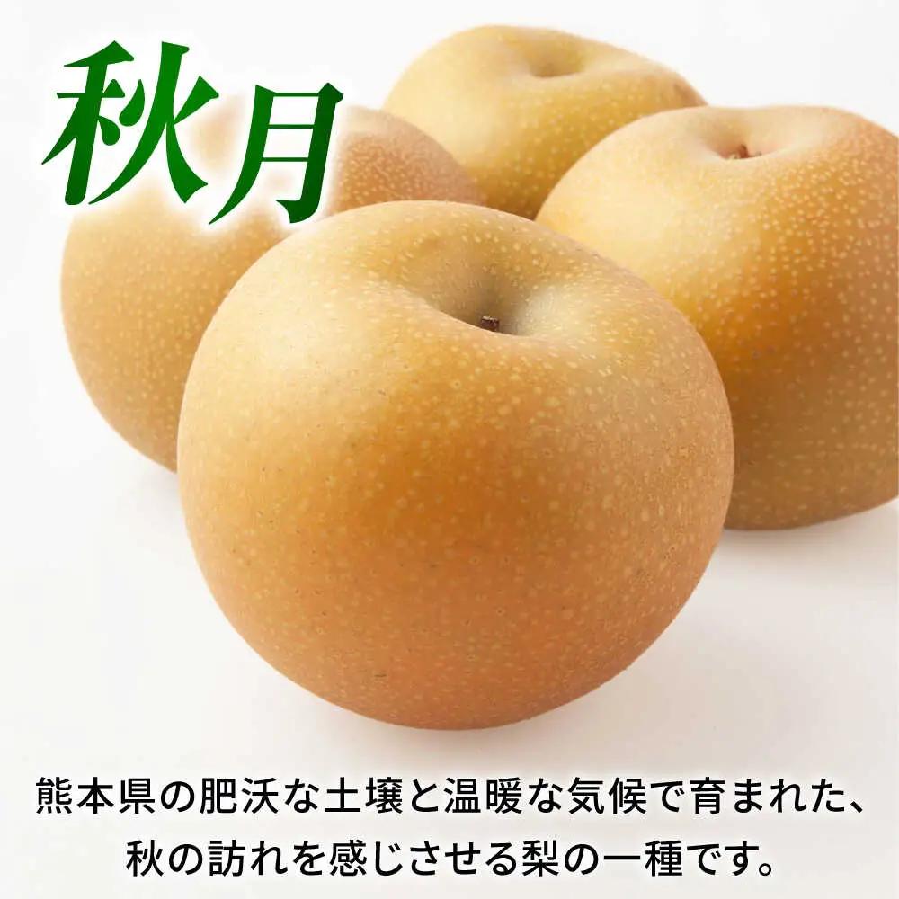 【先行予約】秋月梨　約3kg 梨 ナシ フルーツ 果物 【日本フルーツ株式会社】[ZFJ062]
