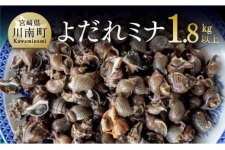 宮崎県産活貝　日向灘獲れ！よだれミナ(シマミクリ貝・シマアラレミクリ貝) 【 貝 魚介 活貝 新鮮 おつまみ 川南町 魚介類 魚貝 】