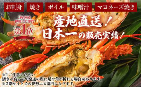 伊勢海老おせちサイズ 1~2尾セット【冷凍】 国産 東洋町産 天然 新鮮 海鮮 ゆず果汁付き 刺身 焼き ボイル 生 四国 お取り寄せ お祝い 記念日 贈り物 お正月 送料無料 生 S184 【株式会